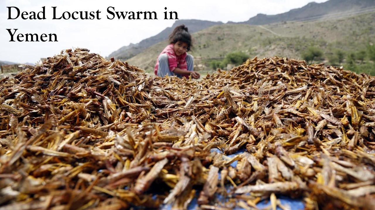 Pastor Chris' Blog: The Ten Plagues of Egypt, Plague 8 - Locusts