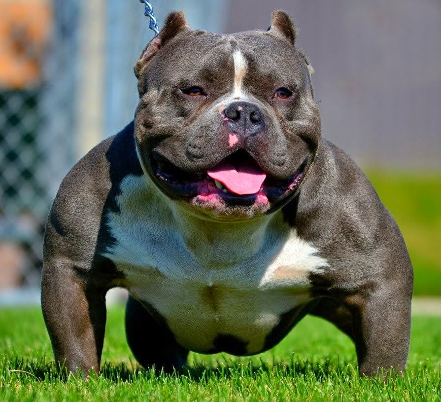 American Bully WIKI PERROS
