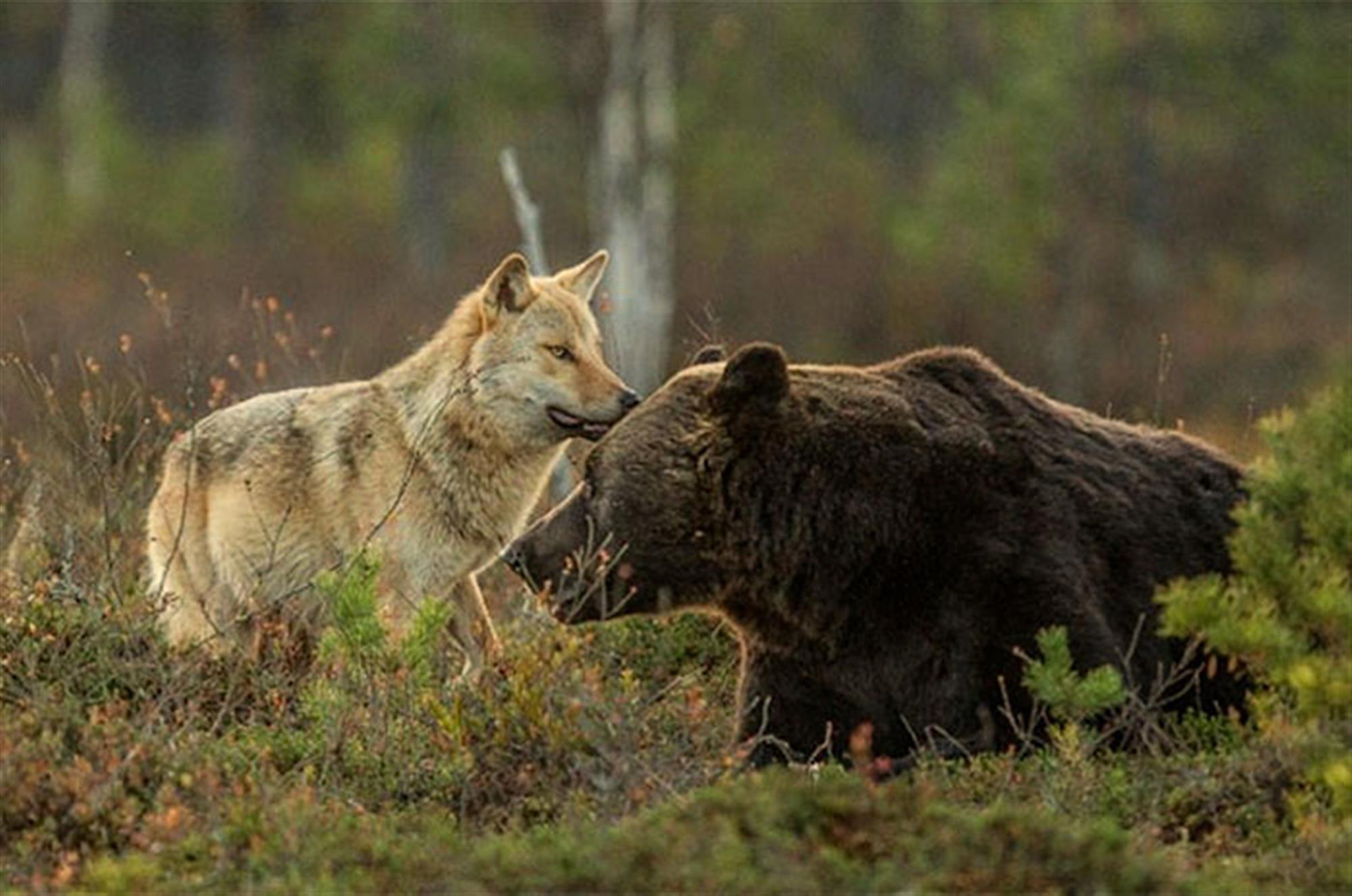 Какие отношения складываются между медведем и лисицей. Волки и медведи. Волк и медведь Дружба. Бурый медведь и волк. Волки и медведи дружат.