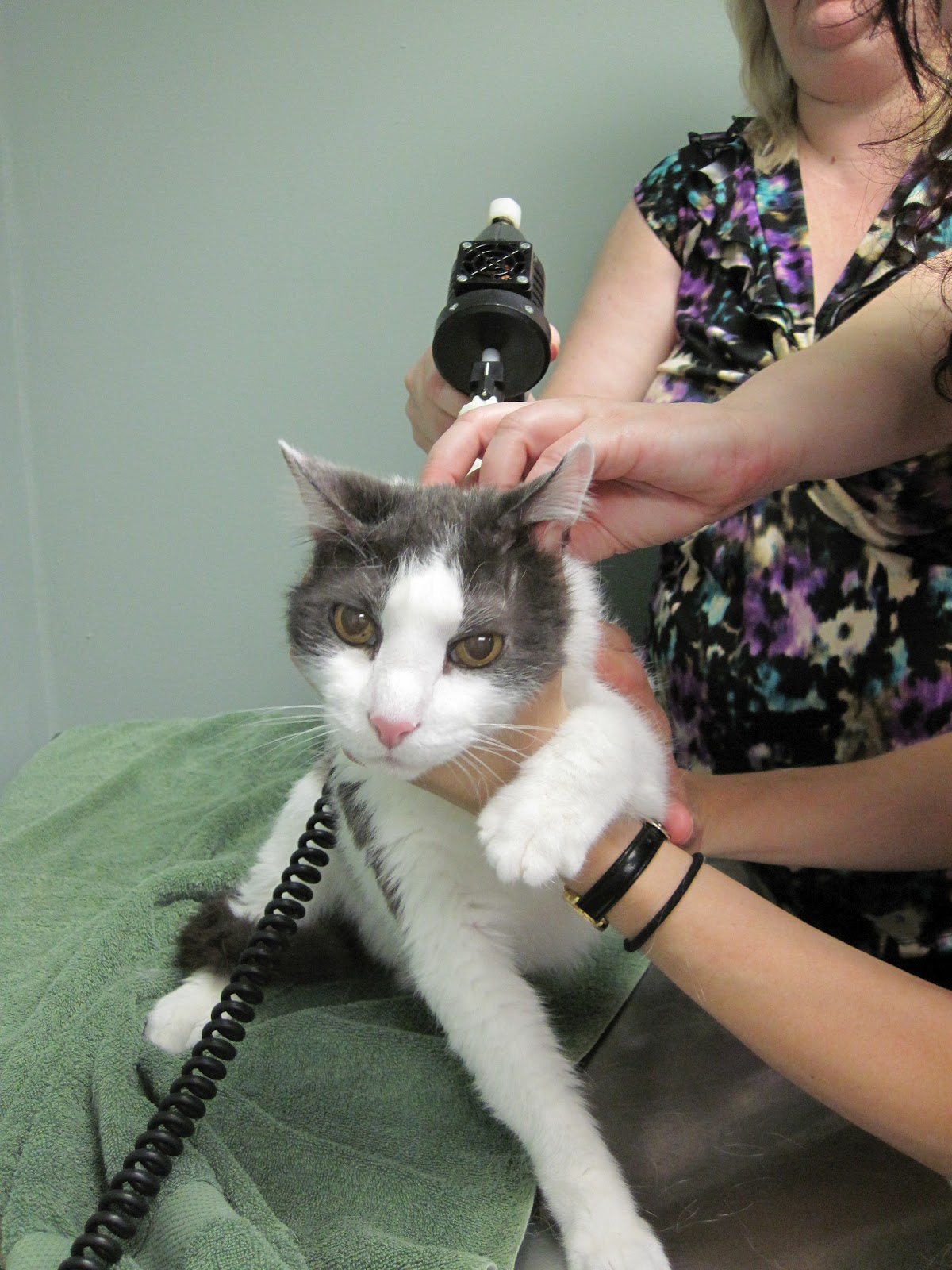 feline behavior Veterinary Orthopedic Manipulation