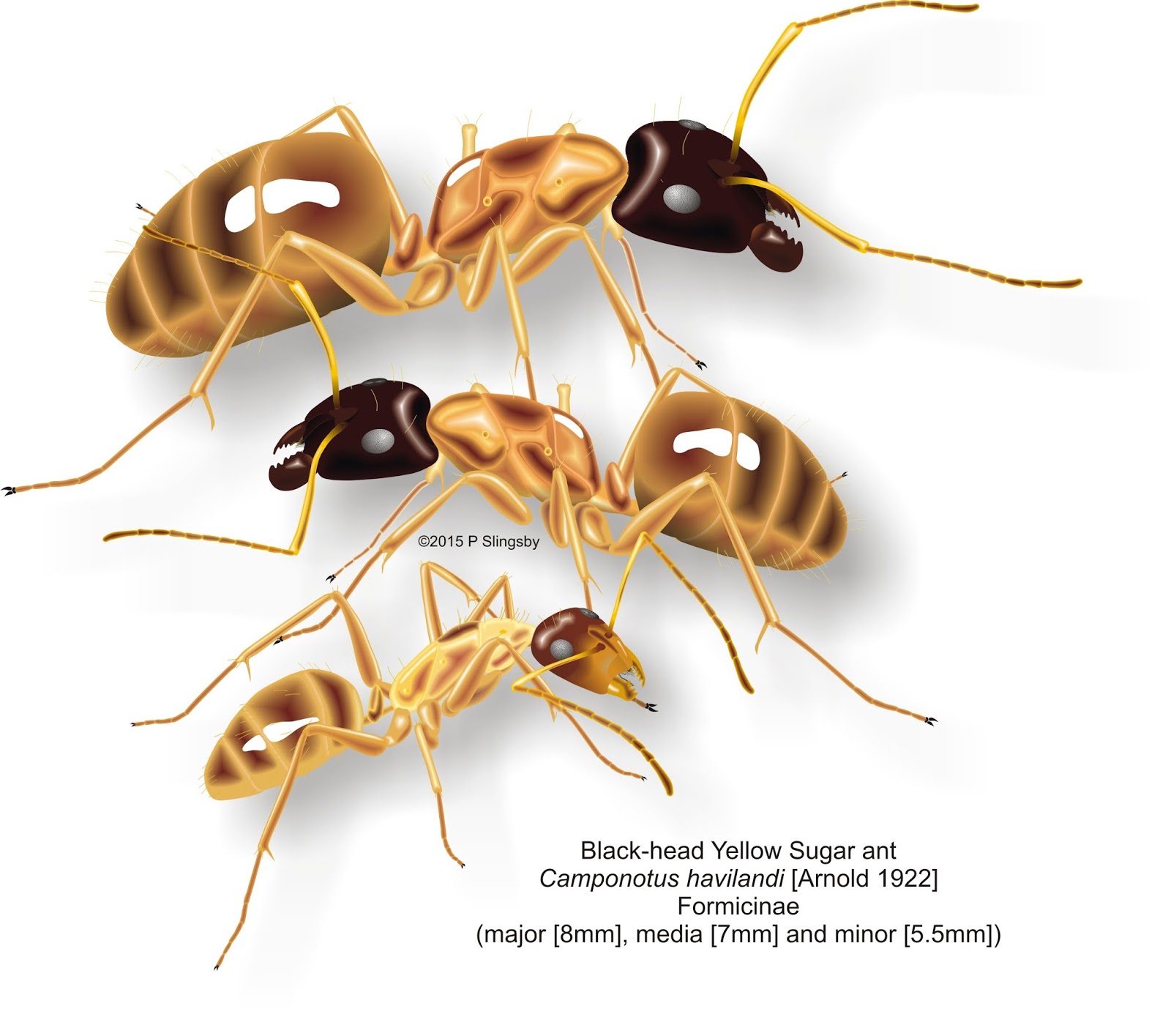 - Ants of Southern Africa -: Ant Catalogue: Southern Africa