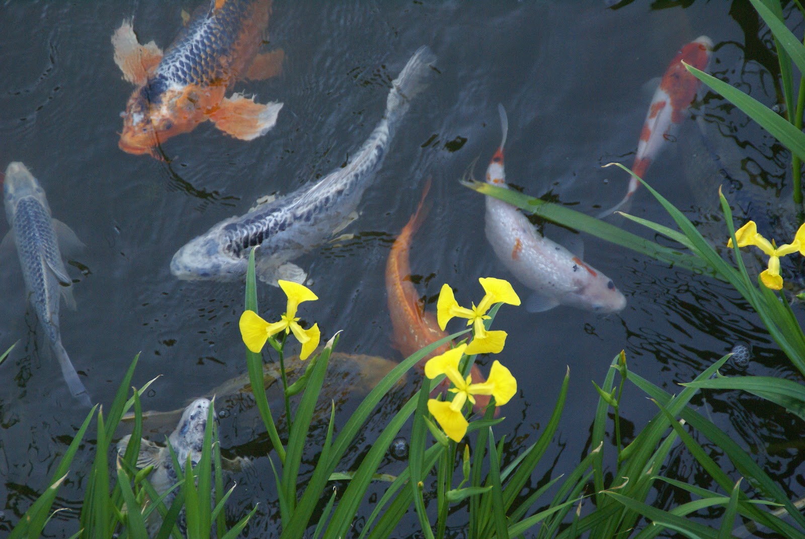 Koi Pond Experts Denver / Art of the Yard Denver CO