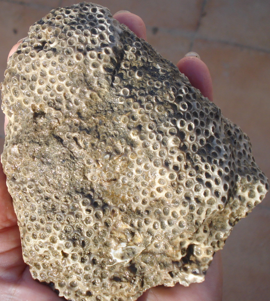 Fossil corals Fossil corals New pieces(3)...