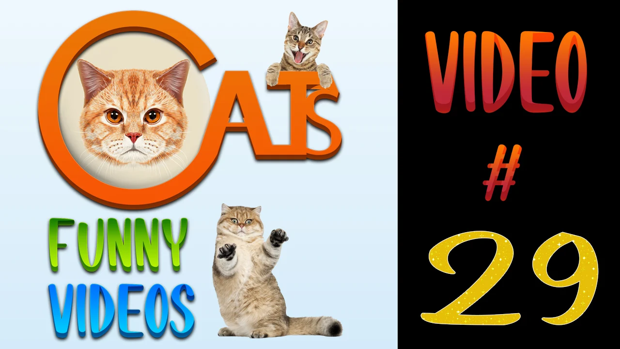 Cats Funny Videos Compilation 29 | Cute Cats |  #cats #catsvideos