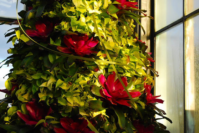 This tree: Pink bromeliads surrounded by golden philodendron, Epipremnum pinnatum 'Neon' This tree: Pink bromeliads surrounded by golden philodendron, Epipremnum pinnatum 'Neon'