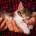 Kucing Boleh Mati dijangkiti Covid-19 dari Pemiliknya