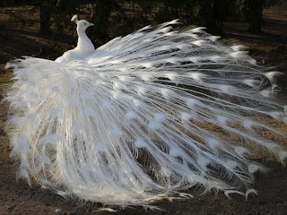 Funny Albino Animals