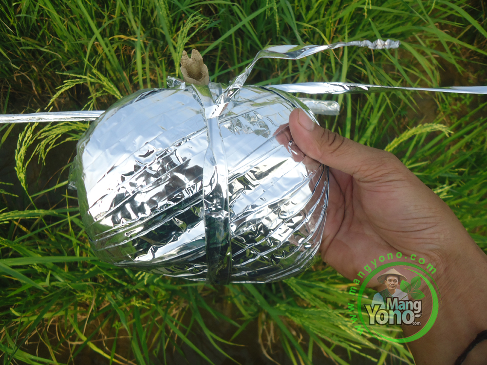 Pasang Pita Plastik Pengusir Burung Pipit Pada Tanaman Padi Nazwa Pasang Pita Plastik Pengusir Burung Pipit Pada Tanaman Padi Nazwa