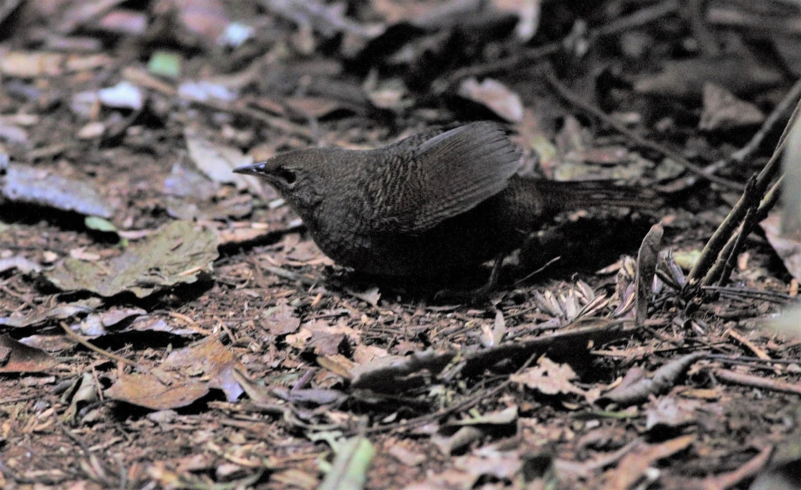 sunshinecoastbirds Rufous Scrubbirds and Border Ranges National Park