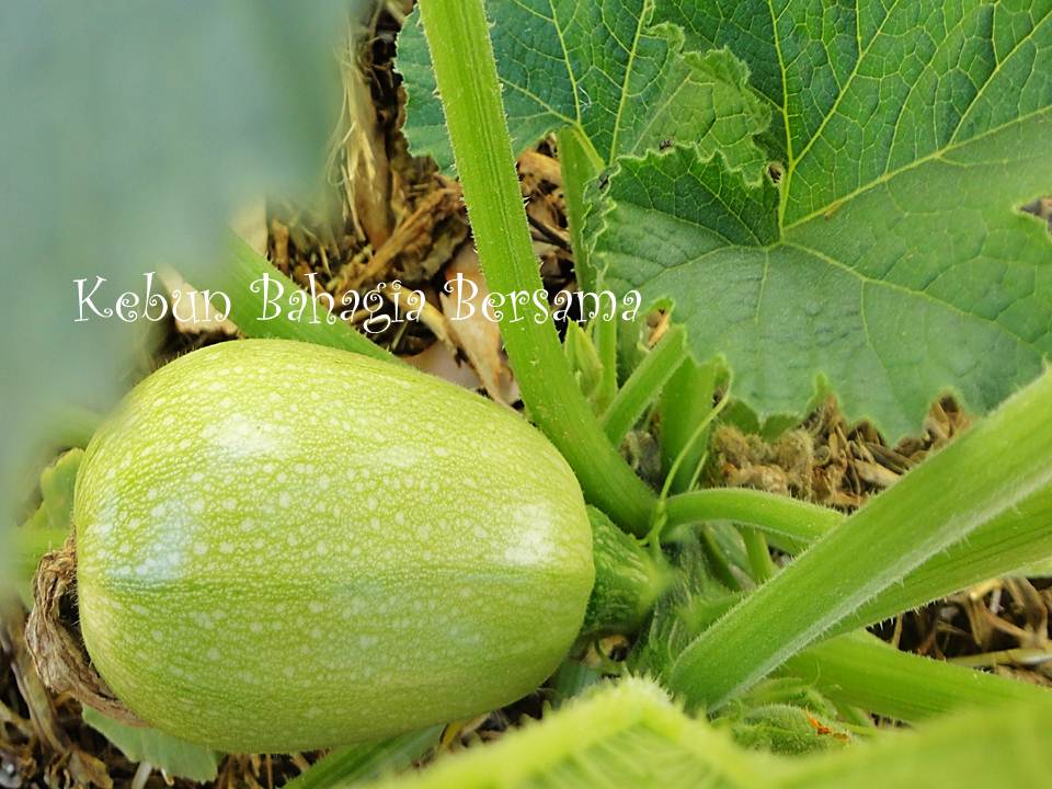 Kebun Bahagia Bersama Lebanese Zucchini