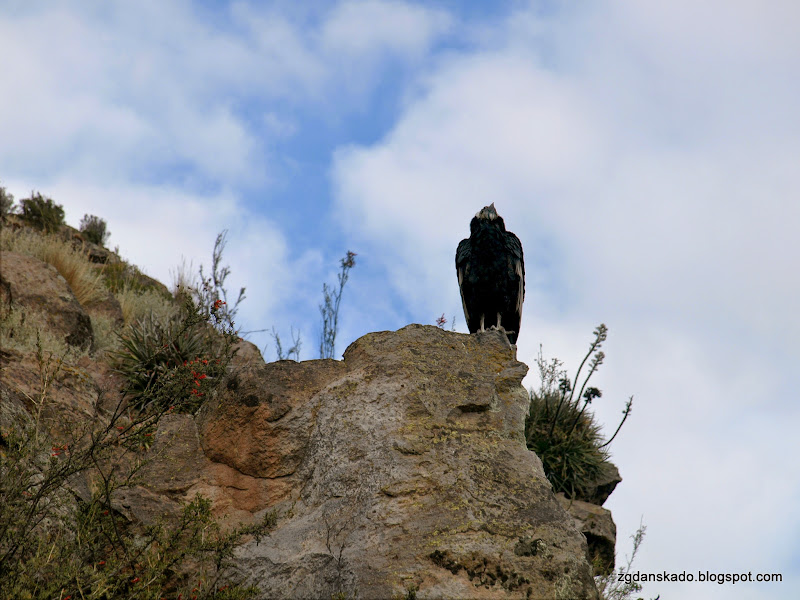 Kanion Colca