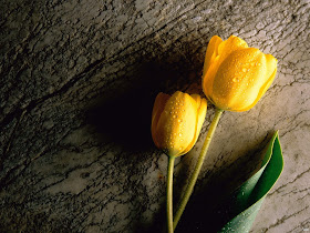 Yellow Tulips Wallpapers