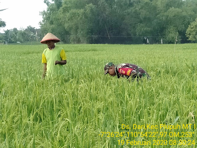 Babinsa Monitoring Tanaman Padi IR 64