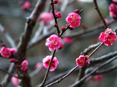 Ume (Japanese apricot ) blossoms: Kaizo-ji