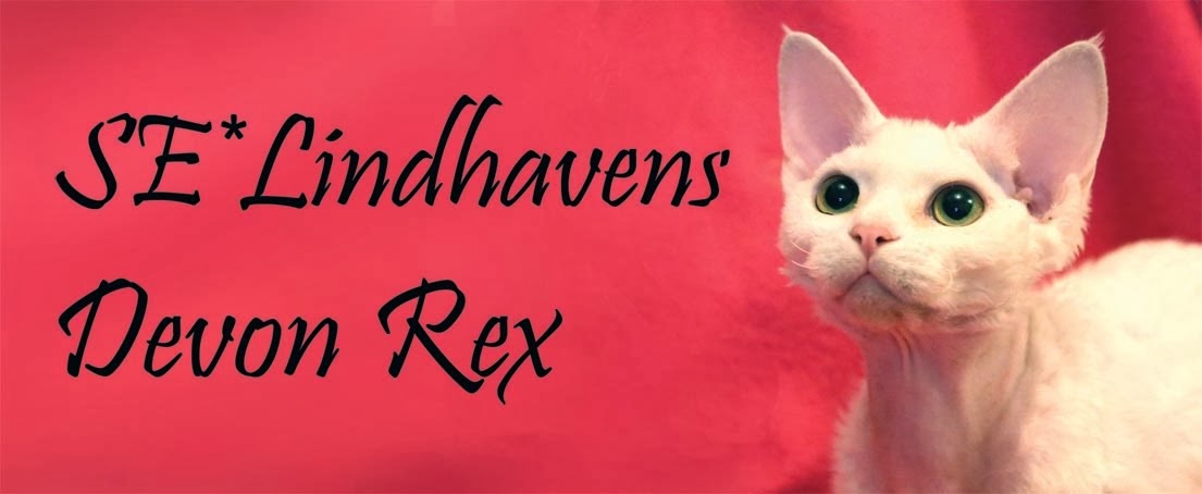 Lindhaven's Devon Rex