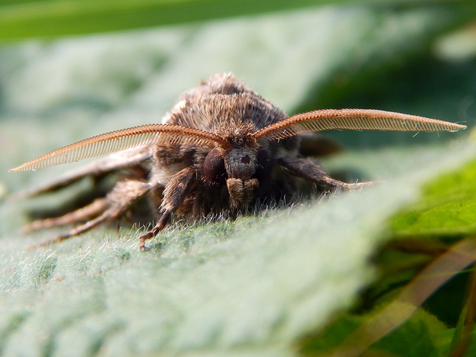 A year of my nature hunting Day 296 Fabulously Marked