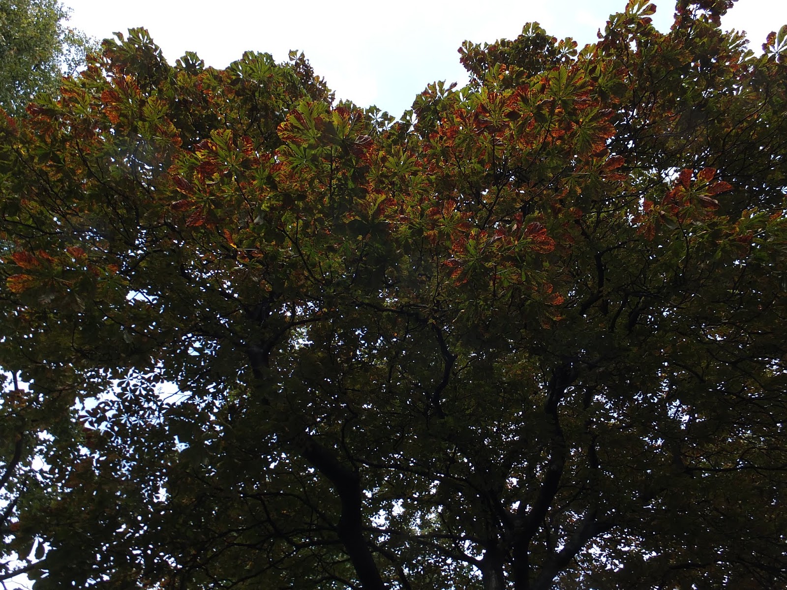 Some bad photos of plants Soapy Water