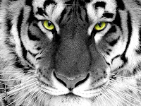 White Tiger Wallpapers