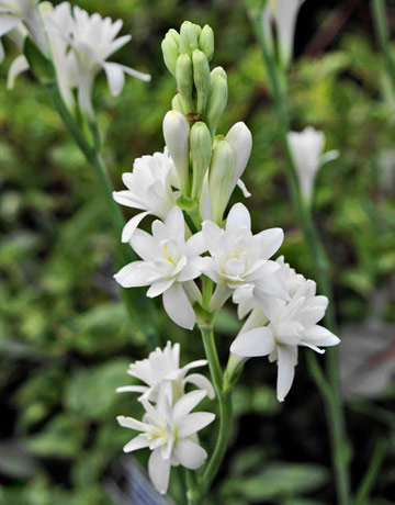 Pictures Of Tuberose 31