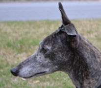 Southeastern Greyhound Adoption