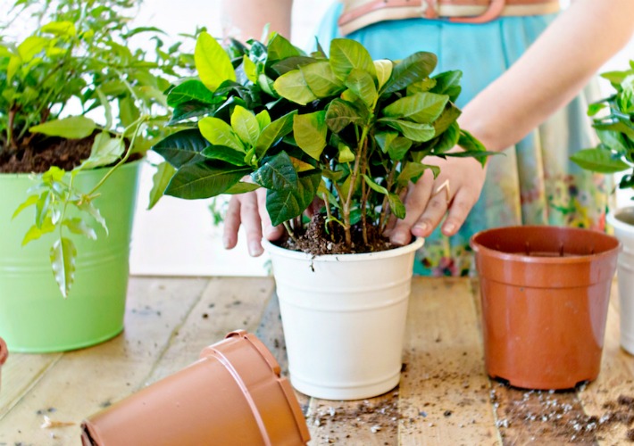 Diy jardin vertical para interior