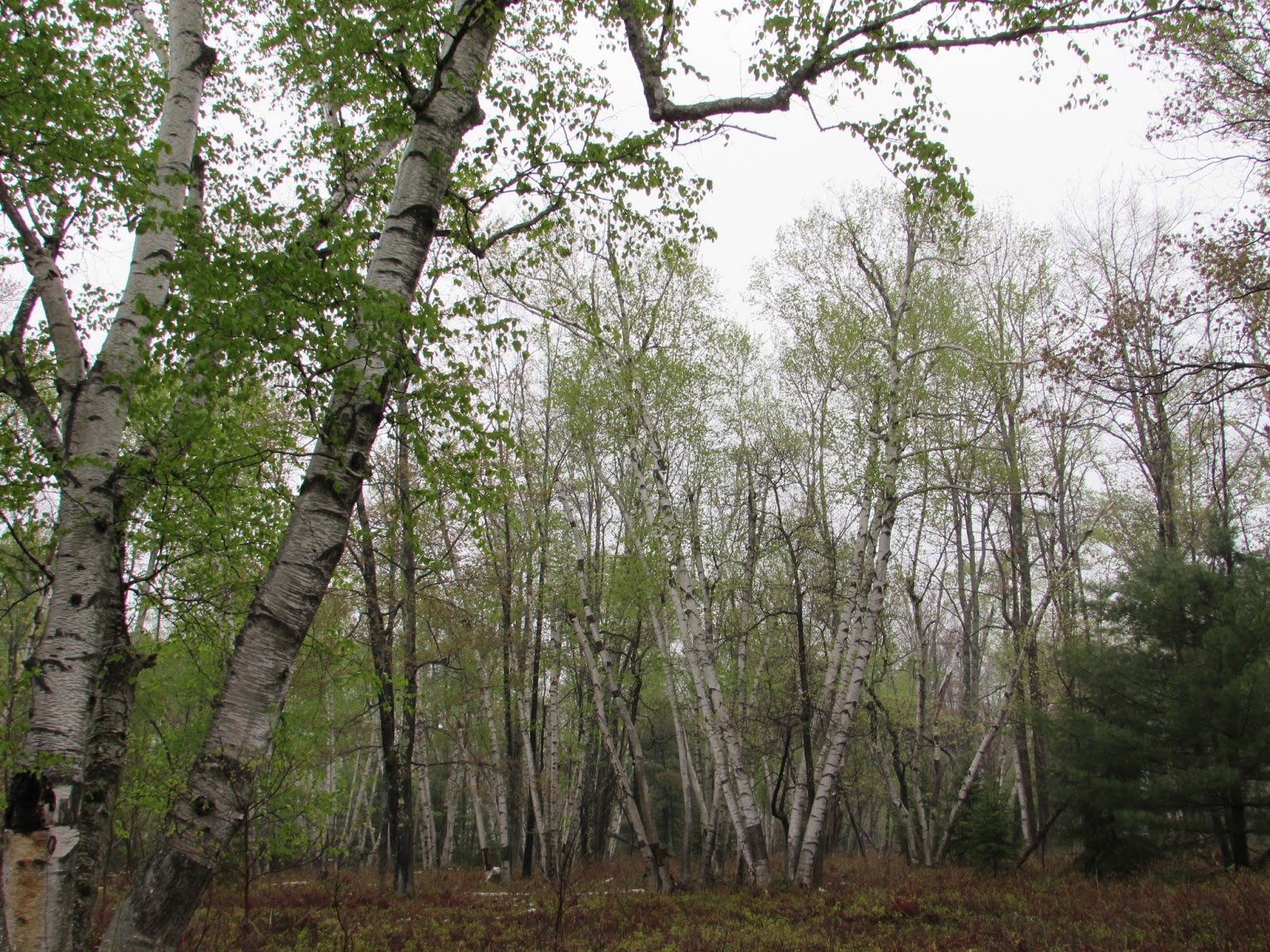 Spectacular Birch Grove at the Marion Brooks Natural Area, Elk County