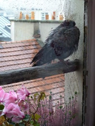 does a wet bird fly at night 6