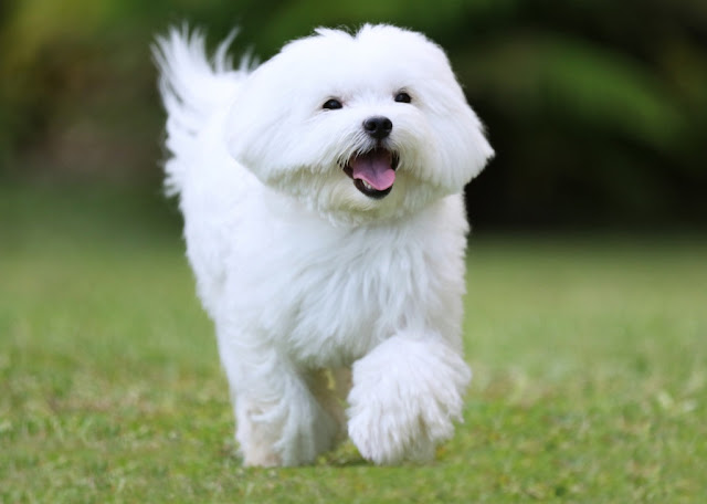 Ramah dan banyak menjadi hewan peliharaan manusia, anjing Maltese Shih Tzu mudah dirawat