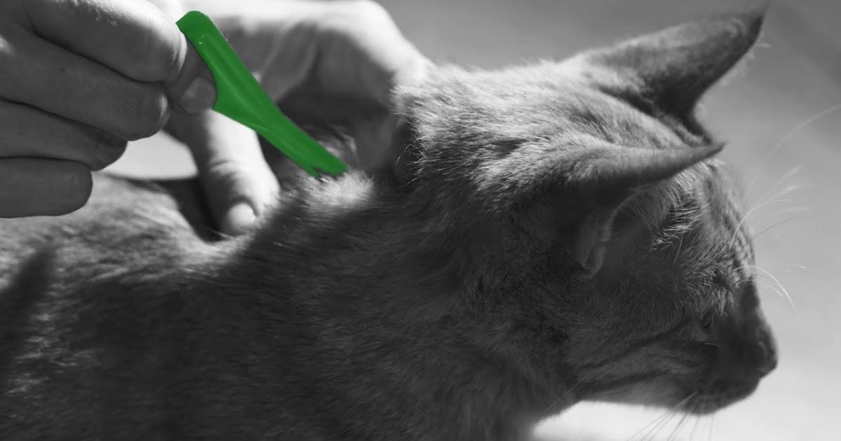 Difference Between Frontline Plus For Dog And Cats