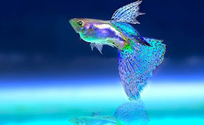 Can Fish Drown in Water Can Fish Drown in Water