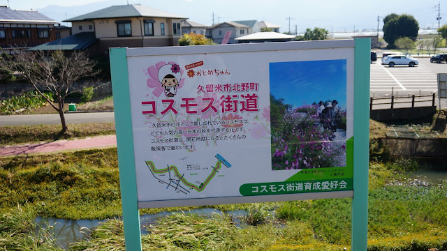 コスモス街道