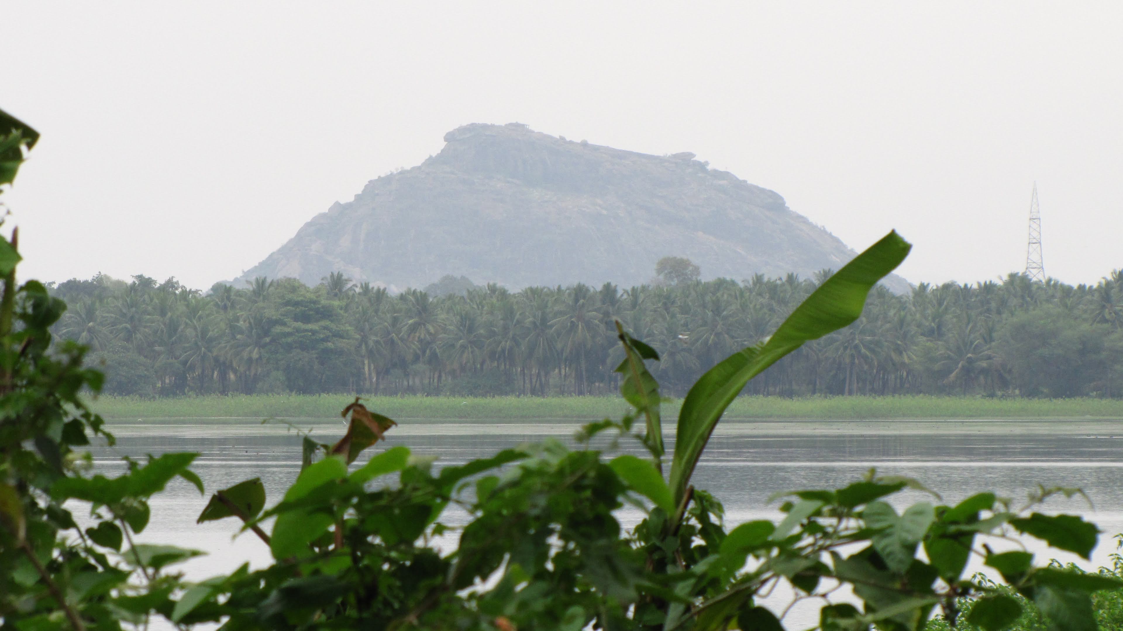 Kokkrebellur: Into the Pelican zone