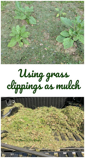 using grass clippings as mulch using grass clippings as mulch