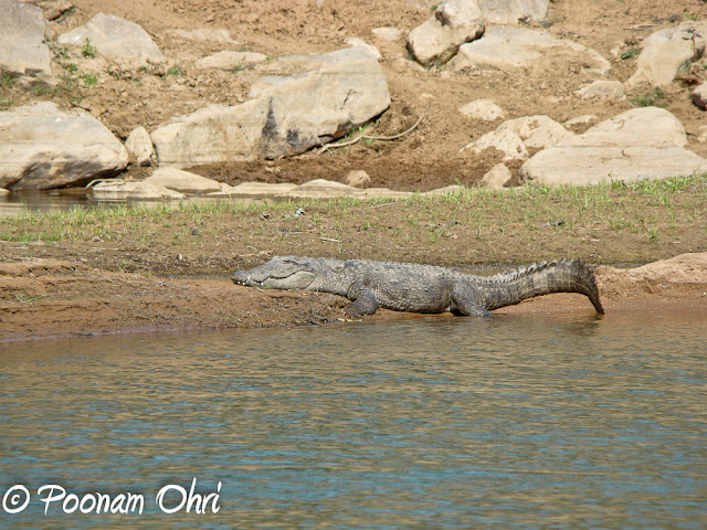 Panna National Park  Panna National Park is situated in the central Indian state of Madhya Pradesh, at a distance of around 57 km from Khajuraho. It was created in 1981 and was declared a Project Tiger Reserve by Government of India in 1994.The region, famous for its diamond industry, is also home to some of the best wildlife species in India and is one of the most famous Tiger Reserves in the country. The park is known worldwide for its wild cats, including tigers as well as deer and antelope. Due to its closeness to one of the best-known Indian tourist attraction in India, Khajuraho, the park is recognized as an exciting stop-over destination.Tiger sighting is always a matter of chance but regular sightings of animals like Leopard, Wolf and Gharial. Herds of Blue Bulls, Chinkaras and Sambars are a common sight. The park can probably boast of the highest density of the Paradise Fly-Catchers. This rich avian and faunal life combined with its picturesque scenery make a visit to the Park memorable.The avifauna comprises more than 200 species, including a host of migratory birds. One can see white necked stork, bareheaded goose, honey Buuzzard, King vulture, Blossom headed Parakeet, Paradise flycatcher, Slaty headed Scimitar babbler to name a few.Till few years back, Panna Wildlife Sanctuary was popular by the name of Panna Tiger Reserve and attracted wildlife lovers from all over the world. But with the disappearance of Tiger population from Panna National Park, it becomes is struggling to maintain its identity. But now authorities of Panna National Park have made up their mind to promote it as a National Park having rare species of Vultures. So picture of Vulture/s give a new face to Panna National Park. Presence of 6 rare species of vultures in Panna forest are being promoted to give some reason to wildlife lovers for visiting it. About 1700 Vultures have been counted in Panna National Park.The Ken river , which flows through the Reserve from south to north, is home for Gharial and Mugger, and other aquatic fauna and is one of the least polluted rivers and a tributary of Yamuna. It is one of the sixteen perennial rivers of Madhya Pradesh and is truly the life line of the Reserve. Ken offers some of the most spectacular scenery to the visitor while it meanders for some 55 km through the reserve.Nearby resorts, offer a variety of nature excursions. Morning and evening walks in the lap of nature are truly wonderful experiences.We saw the national Bird in its full beauty. Doing a beautiful dance to woo the Pehen during the rains.And of course we too got drenched in those rains.There are no jeeps provided by the park authorities, so you will have to rent your own jeep for a safari into the park. Mostly the resorts around the park have their own jeeps which can be hired for the Safari. There are two timings for the Safari - Morning and Evening. We experienced both of them and both were equally nice and interesting.Overall, Panna National park is a must visit for nature and animal lovers!