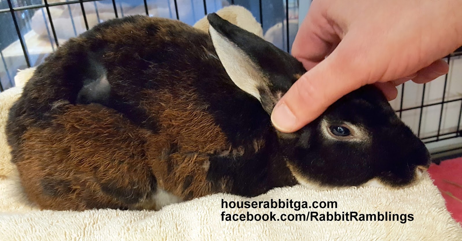 Rabbit Ramblings: Adoptable bunnies at the Georgia House Rabbit Society