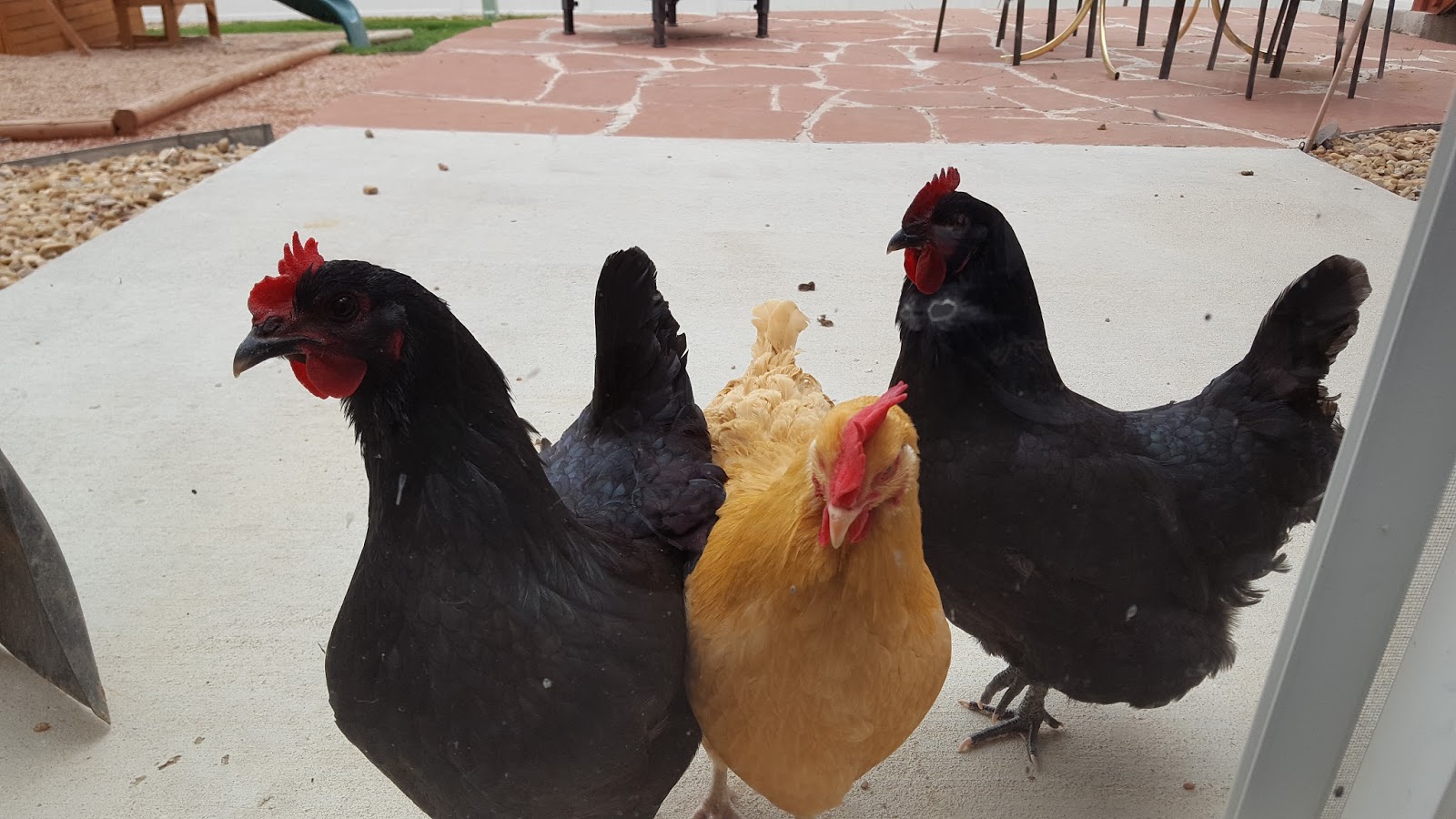 Scenes from Smith Park The Chicken House