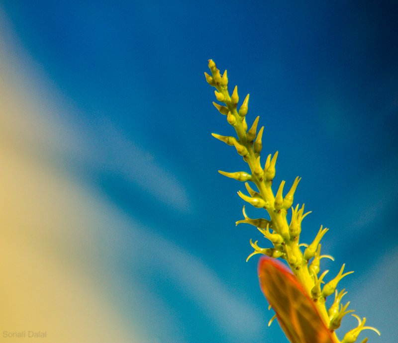 Photography and beyond Nature around me