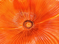 Close-up, orange poppy
