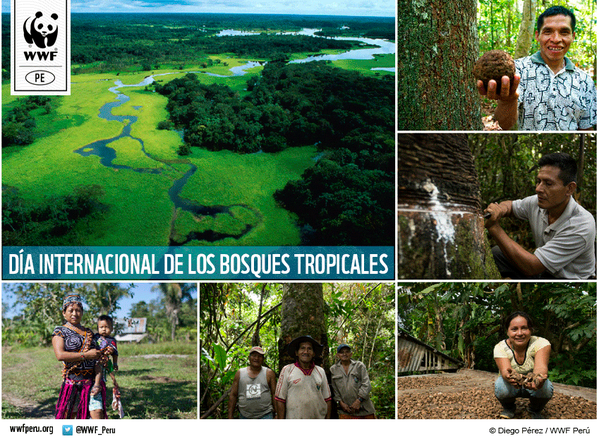 26 de junio - Día Internacional de la Preservación de Bosques Tropicales