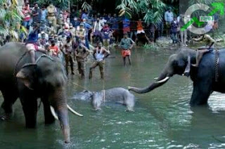 حادثة تفجير أحد الفيلة في الهند؟
