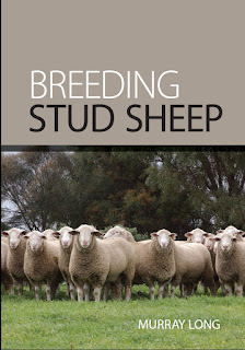 Breeding Stud Sheep