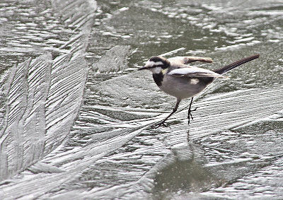 新鮮な魚を保存する最良の方法は氷の上に保管することです。 魚はどうやって保存していますか?
