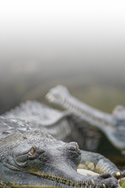 Fotoprojekt 2in1 Photoday: Bildbearbeitung und Doppelbelichtung in PhotoScape mit einem Krokodil Portrait