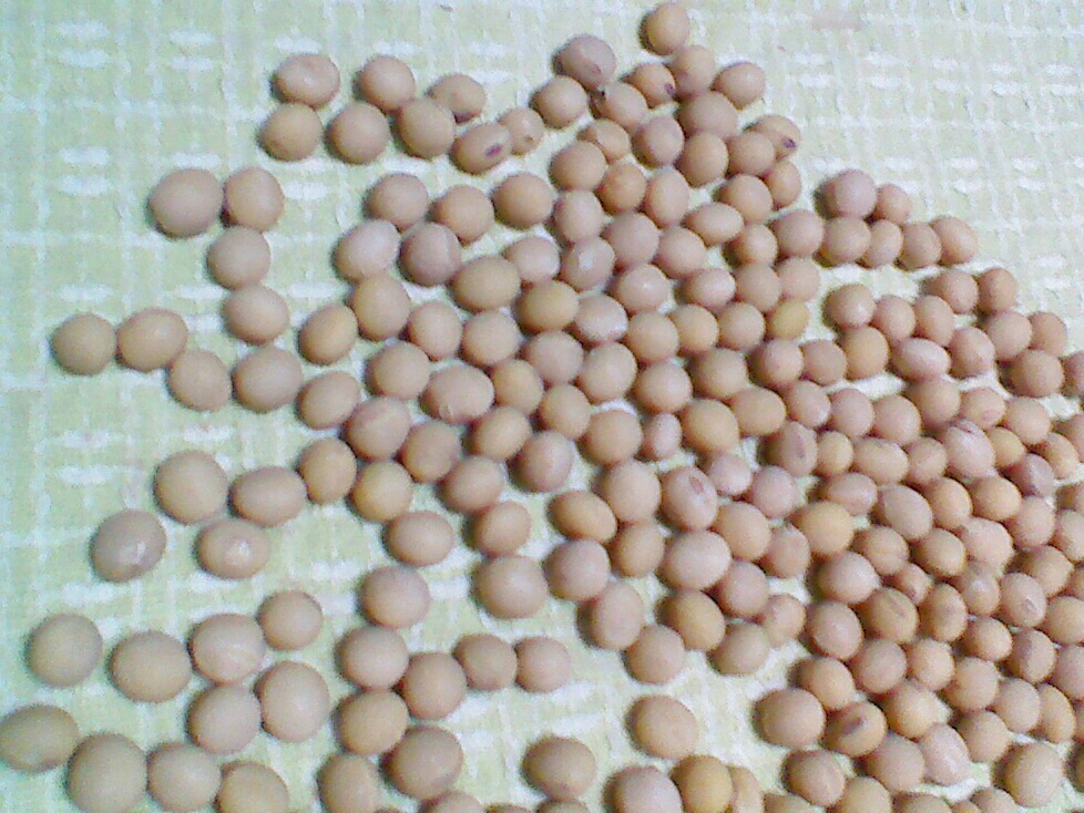 畑に津久井在来大豆をまきました。