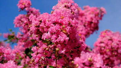 Wallpaper pink flowers, spring, pink bloom Wallpaper pink flowers, spring, pink bloom