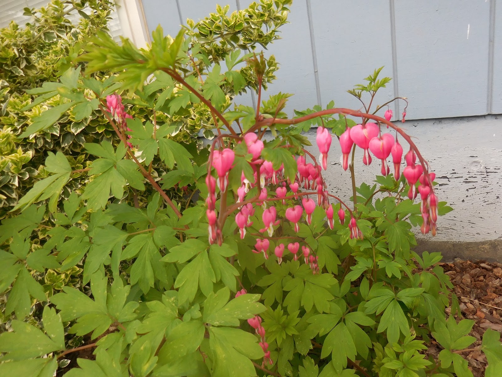 Of Books and Blooms Plant Files Dicentra spectabilis (Bleeding Heart)