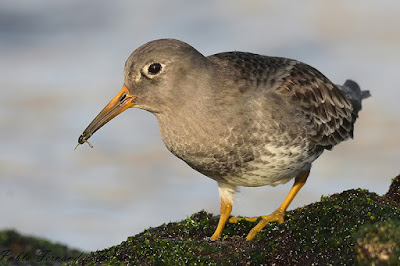 Correlimos oscuro (Calidris maritima)