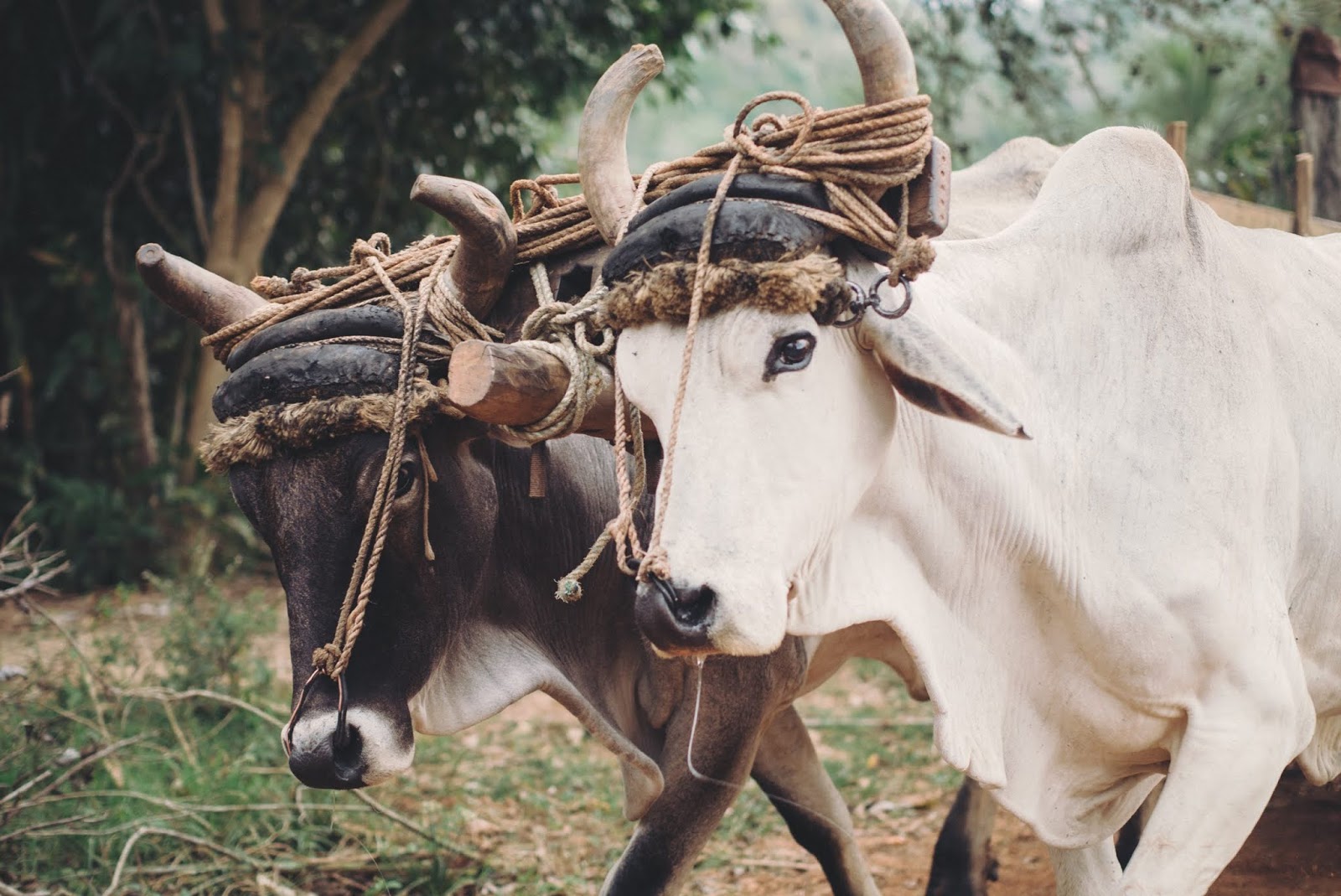 HIS YOKE