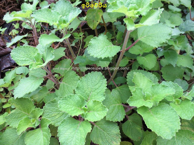 ඉරිවේරිය [Iriweriya] (Plectranthus Hadiensis) - Your Choice Way