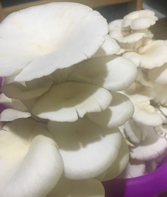 प्लुरोटस फ्लोरिडा | White Oyster Mushroom | Pleurotus Florida | Biobritte Mushrooms